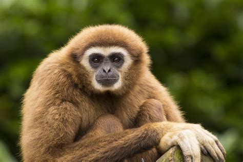 Dallas Zoo Announces the Birth of Baby Gibbon - Dallas Express
