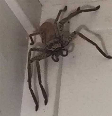 Giant huntsman spider takes up residence inside woman's home