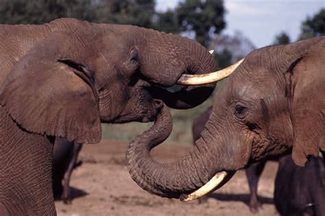 File:Elephant With Trunk In Others Mouth.jpg - Wikimedia Commons