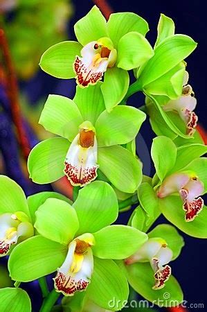 Green Orchids | Backyards Click