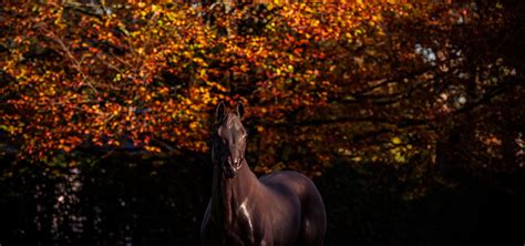 Coolmore Ireland | Farms