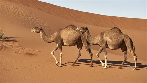 Animales del desierto para niños | Características e imágenes