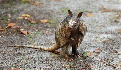 Armadillo | Características, hábitat, reproducción, alimentación | Animal