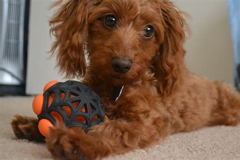 Doxie poodle - kesilmini