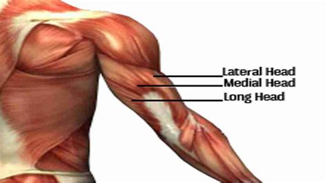 9 Best Tricep Exercises For Mass