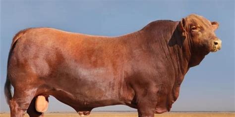 Quality Brangus cattle offered on national auction | OFM