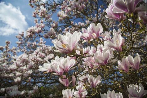 12 Popular Types of Magnolia Trees and Shrubs