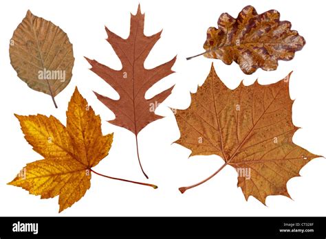 Brown autumn leaves of oak, plane, maple and beech trees Stock Photo ...