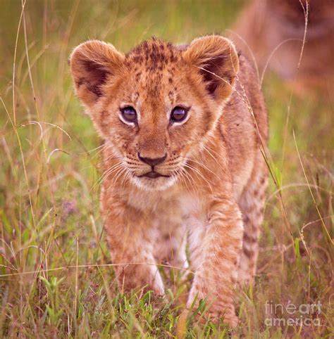 Lion Cub Photograph by Wldavies - Fine Art America