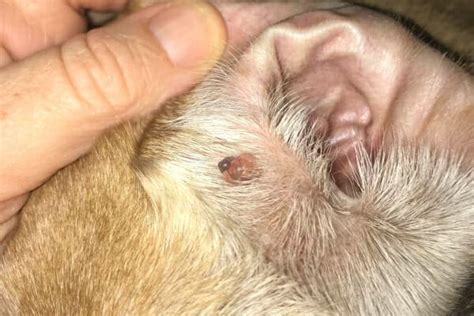 Sebaceous Cyst in Dogs: Appearance, Diagnosis, and Treatment - Dr. Buzby's ToeGrips for Dogs