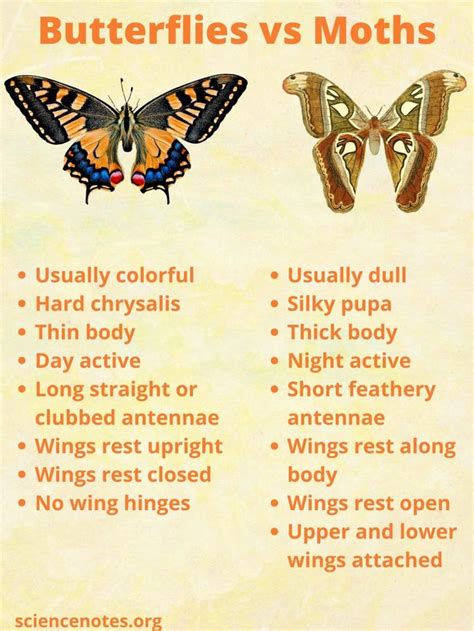 What Is the Difference Between a Butterfly and a Moth? | Moth vs ...