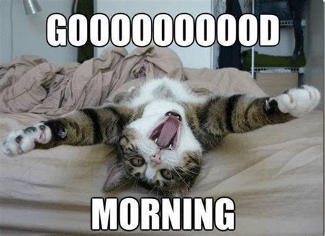 Funny Good Morning with cat - meme | goodmorningpics.com