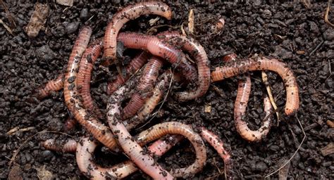 Earthworm (Lumbricina) habitat, species & characteristics