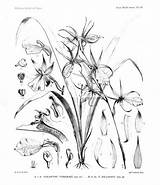 Botany Coloring Pages  Home sketch template