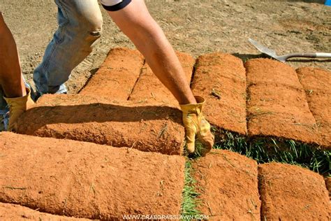 How To Plant Zoysia Grass Seed - Ultimate Guide | CrabgrassLawn