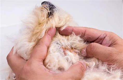 Pyoderma In Dogs - What It Is, Different Types & How To Treat It