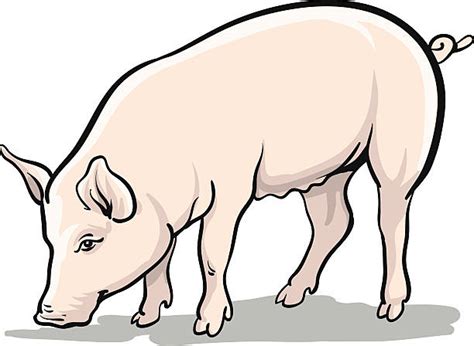 Pig Side View Illustrations, Royalty-Free Vector Graphics & Clip Art - iStock