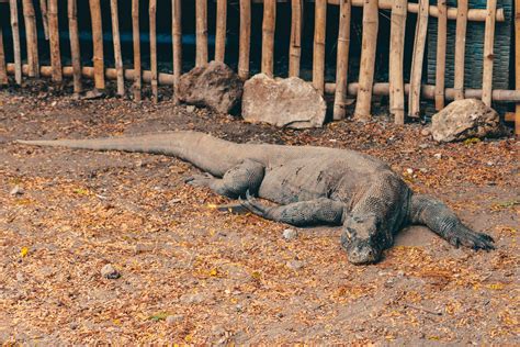 Komodo National Park - how to get there and EVERYTHING you need to know ...