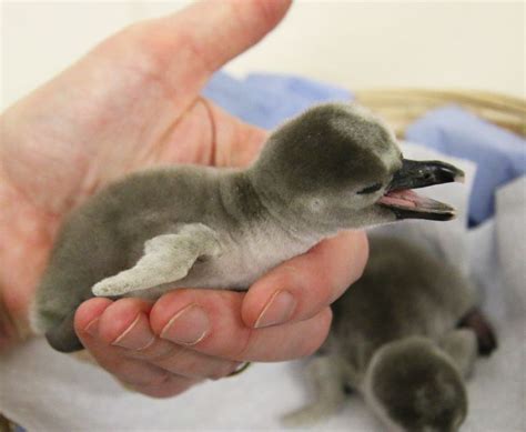 Adorable Photos Of Penguin Chicks | 2048