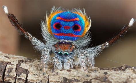 TYWKIWDBI ("Tai-Wiki-Widbee"): "Peacock spider" (Maratus speciosus)