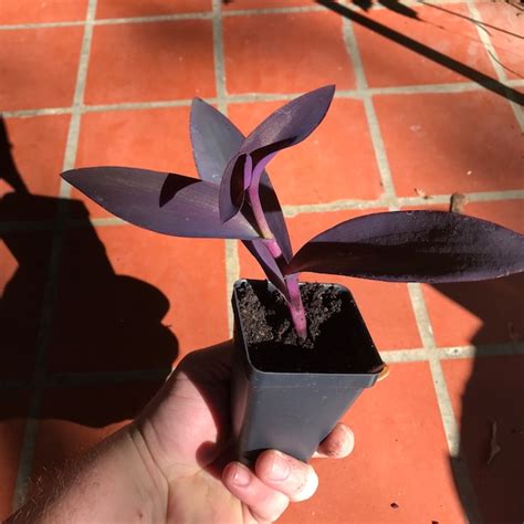 Tradescantia - Etsy