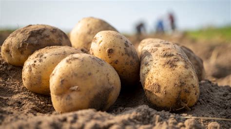 Turns Out, Guinness Was Right To Question The 'World's Largest Potato'