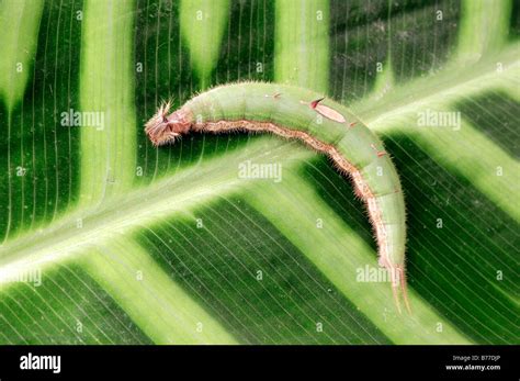 Owl Butterfly, caterpillar / (Caligo memnon Stock Photo - Alamy