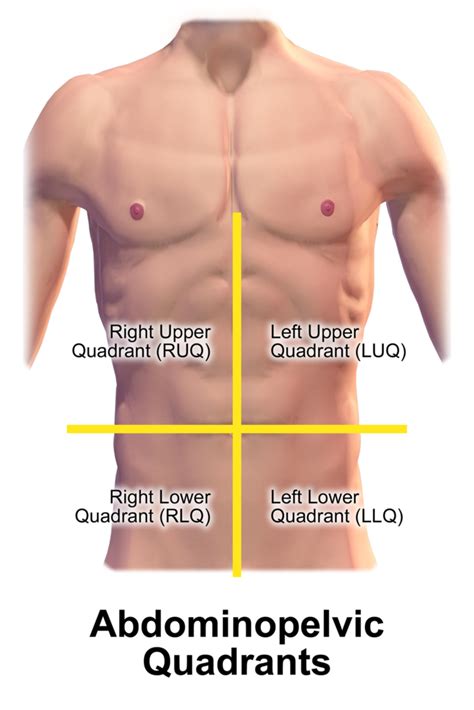 Abdominal-pelvic Quadrants: Organs Diagram | Quizlet