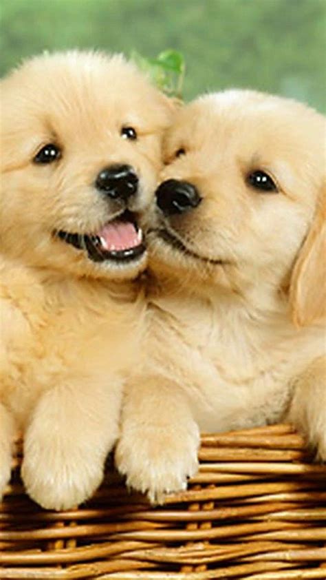 Cute puppies Wallpaper for mobile phone, tablet, desktop computer and ...