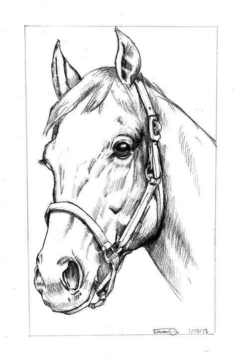 a pencil drawing of a horse's head with bridle and nose ring