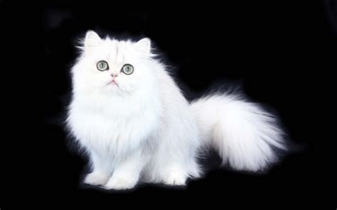 Download Persian Cat Fluffy Animal Cat HD Wallpaper