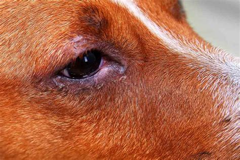 How To Treat Eye Infection In Dogs Naturally