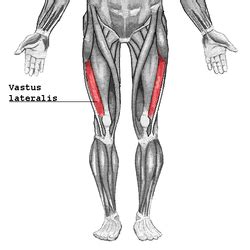 Vastus lateralis muscle - Wikipedia