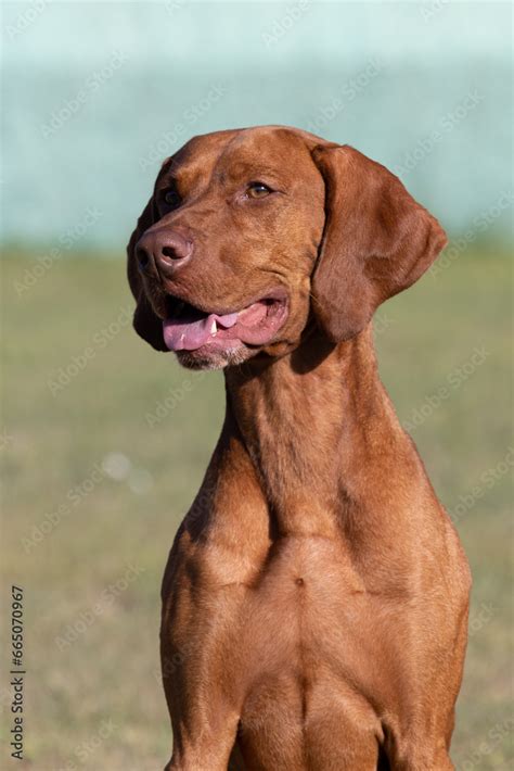 Portrait of a purebred Hungarian Vizsla dog in nature. Beautiful Magyar ...