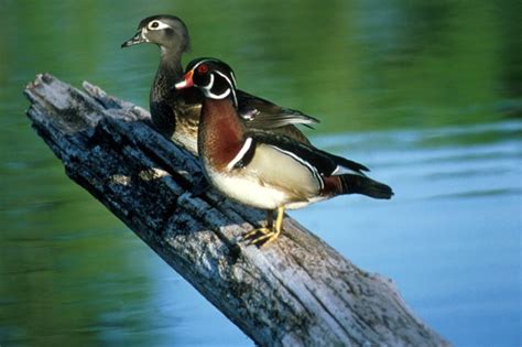 Dendroica: Birds of the Mid-Atlantic #7: Wood Duck