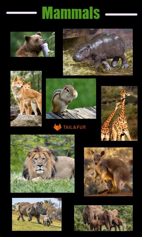 10 Basic Difference and Similarities Between Mammals and Reptiles