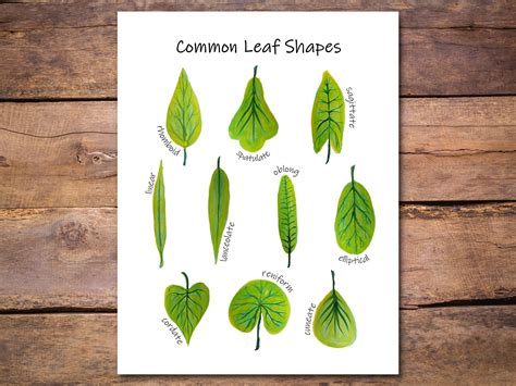 Leaf Shapes Poster: Common Types of Leaves Printable - Etsy