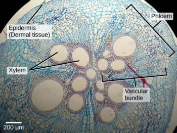 Plant Tissues and Organs | Biology for Majors II