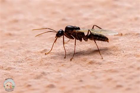 Carpenter Ants: Just How Much Damage Can They Cause? - Homeless Pests