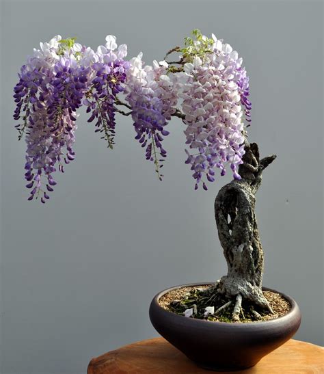 Wisteria bonsai : r/pics