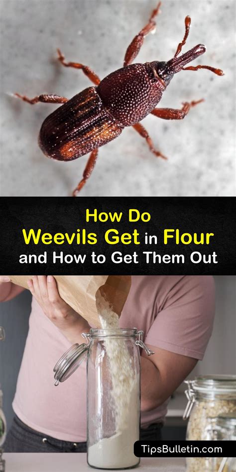 Flour Weevil Problems - Smart Tips to Get Rid of Weevils in Flour