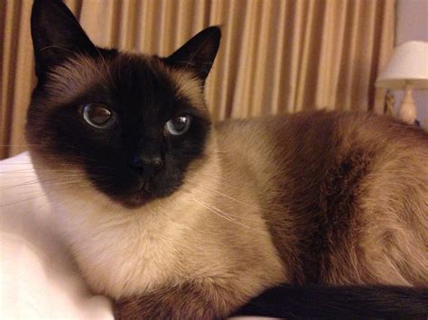 Siamese Cat Personality With Dogs | Care About Cats