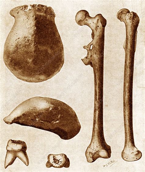 Java man bones, artwork - Stock Image - C010/3678 - Science Photo Library