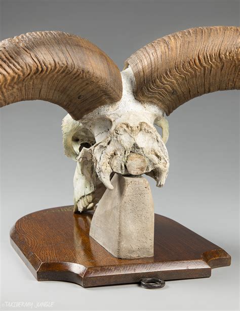 Taxidermy Barbary Sheep Horns by Edward Gerrard - Taxidermy Jungle