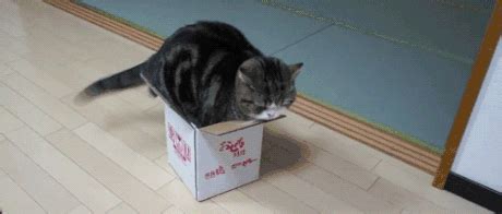 cat and the box funny gif | WiffleGif