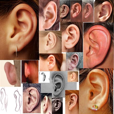 Human Ears Collage | drawing and human anatomy | Pinterest | Human ear ...