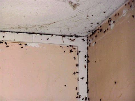 German cockroaches infesting an urban structure. Photo by Colette ...