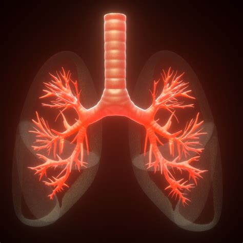 3D human lungs anatomy model - TurboSquid 1387510