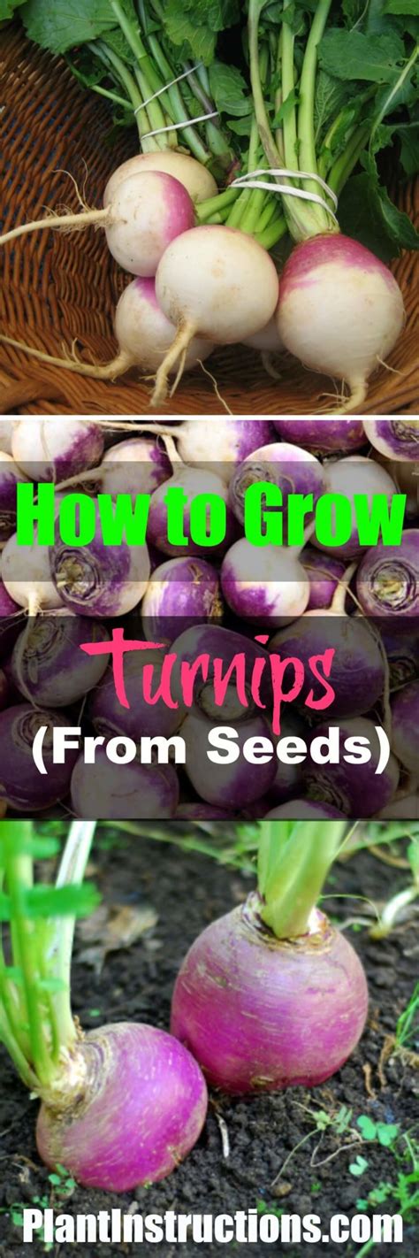 How to Grow Turnips From Seeds - Plant Instructions