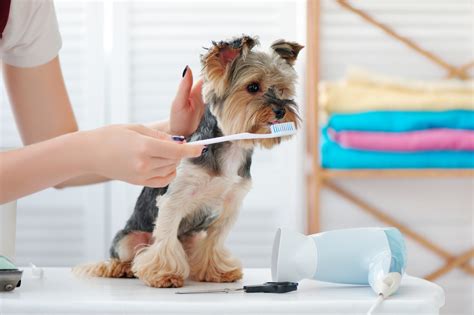 Are Your Dog's Gums Bleeding or Swollen? Everything You Need to Know ...